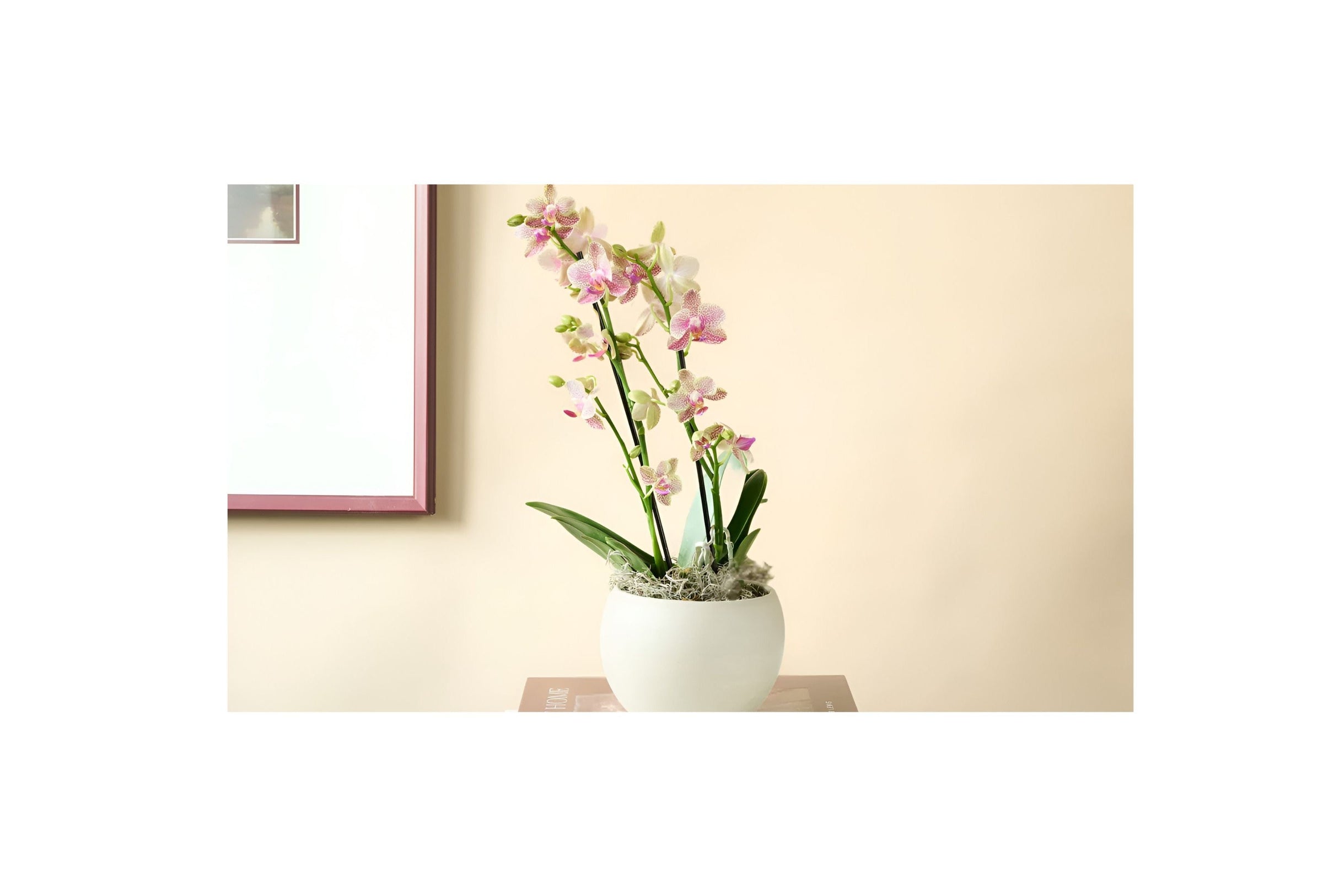  Mini Orchid by Flowers for Dreams in a white pot, placed on stacked books on a red table.