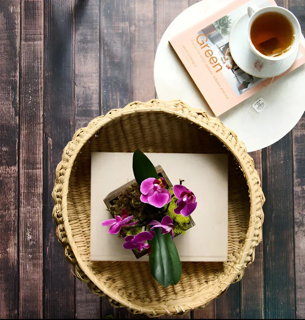 Orchid Care Mistakes to Avoid: Fix Watering, Light, and Repotting