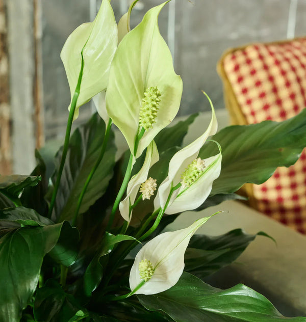 The Ultimate Winter Flower & Houseplant Care Guide