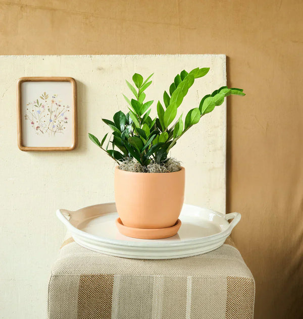 ZZ Plant 101: Meaning, Care Guide & How to Style It in Your Home