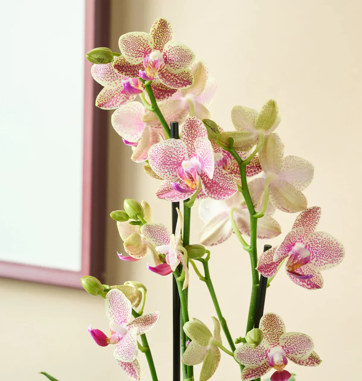 Close-up of a stunning spotted pink and white orchid plant from Flower for Dreams with multiple stems and buds.
