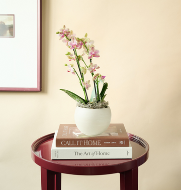 Mini Orchid: Elegant orchid symbolizing beauty and admiration.