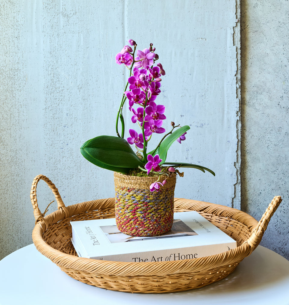 Mini orchid in recycled basket with white blooms