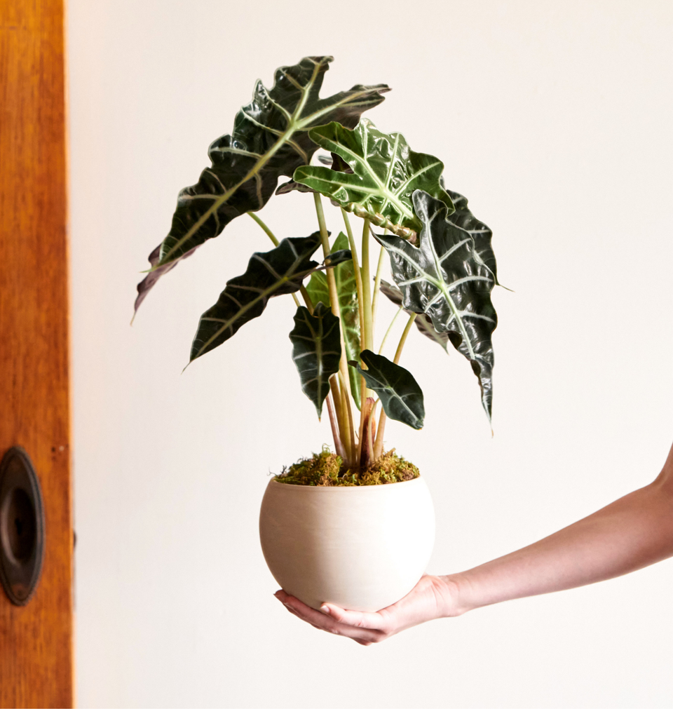 Alocasia plant with dramatic arrow-shaped leaves in a decorative pot