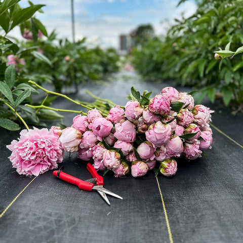  Shop Taylor & Co Flowers delivery 