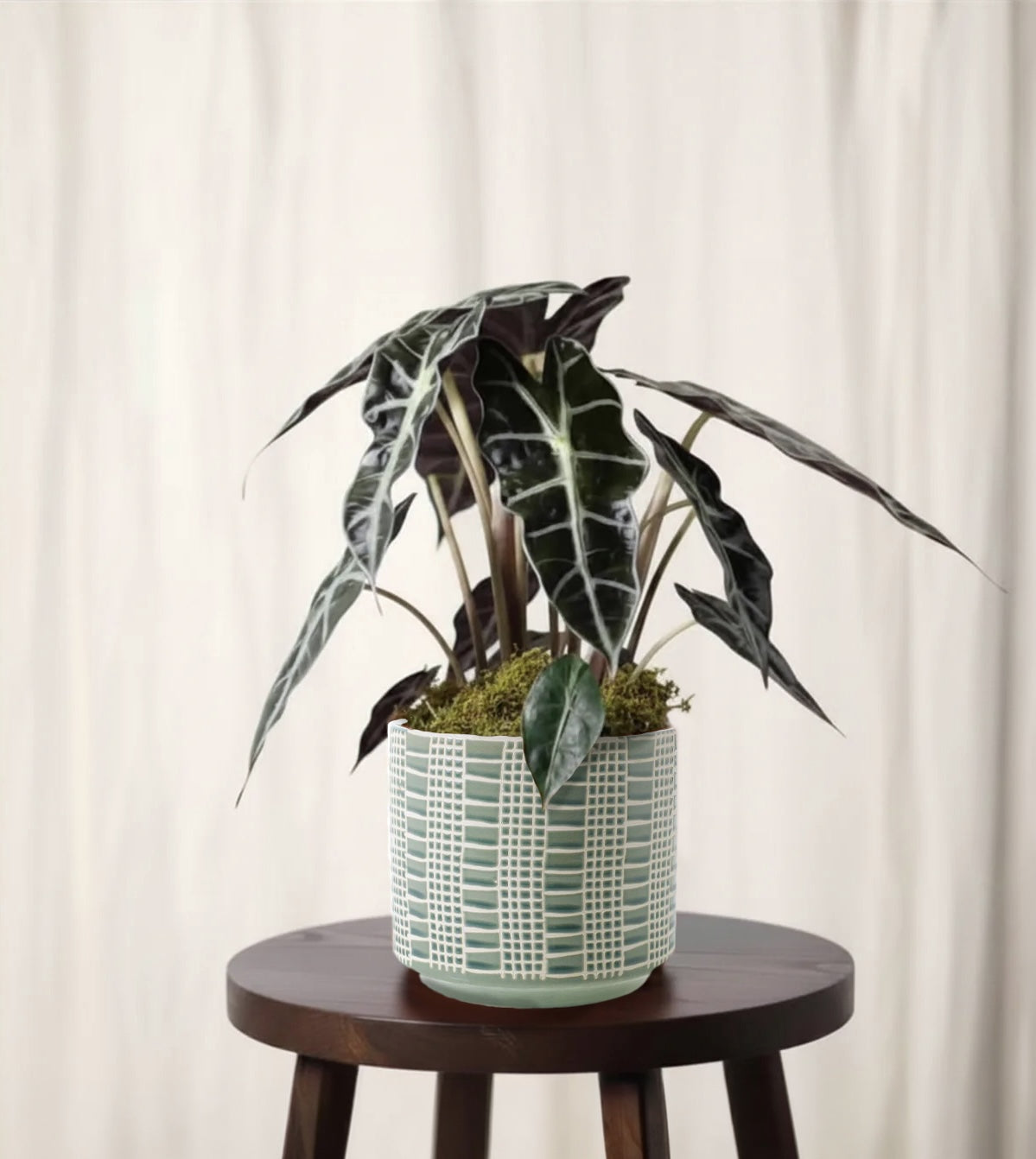 Alocasia
