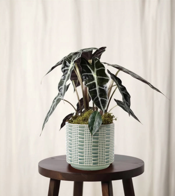 Alocasia