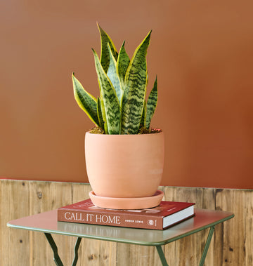 Snake Plant: Sleek snake plant adding height and texture to your seasonal floral display.