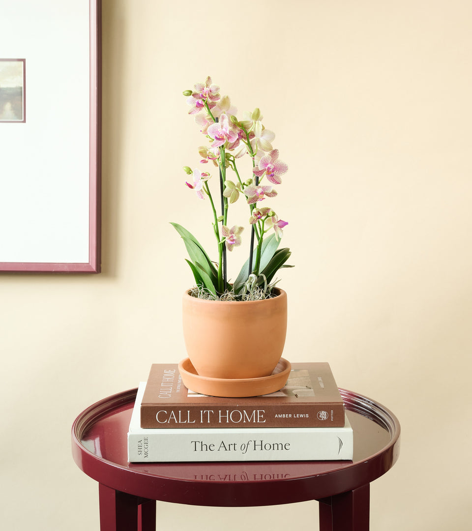 Orchid Delivery collection featuring elegant orchid plants and blooming arrangements perfect for home decor and thoughtful gifts