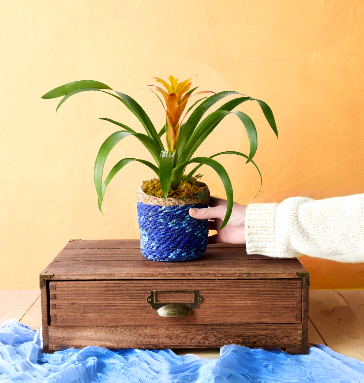 Bromeliad houseplant with vibrant tropical foliage and colorful central blooms, ideal for brightening indoor spaces