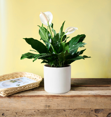 Lily bouquet with elegant seasonal flowers inspired by local spring festival arrangements